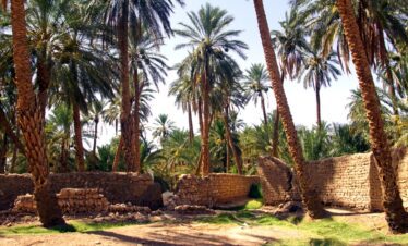 The palm grove in Sidi Okba near Biskra, Algeria