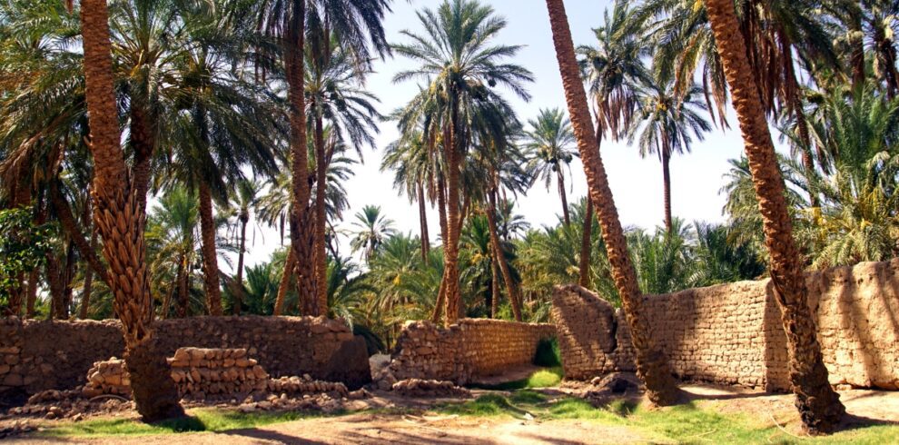 The palm grove in Sidi Okba near Biskra, Algeria