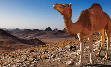 assekrem hoggar algeria