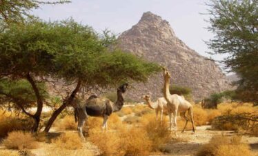 tefedest hoggar algeria