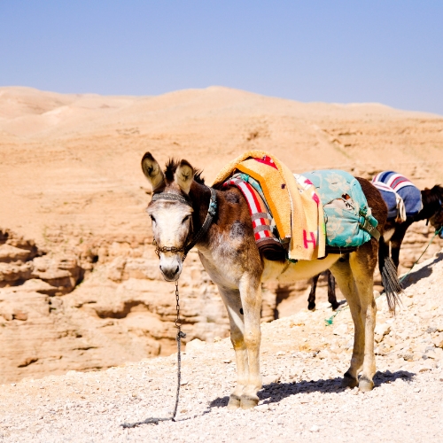 Donkey Trekking Algeria