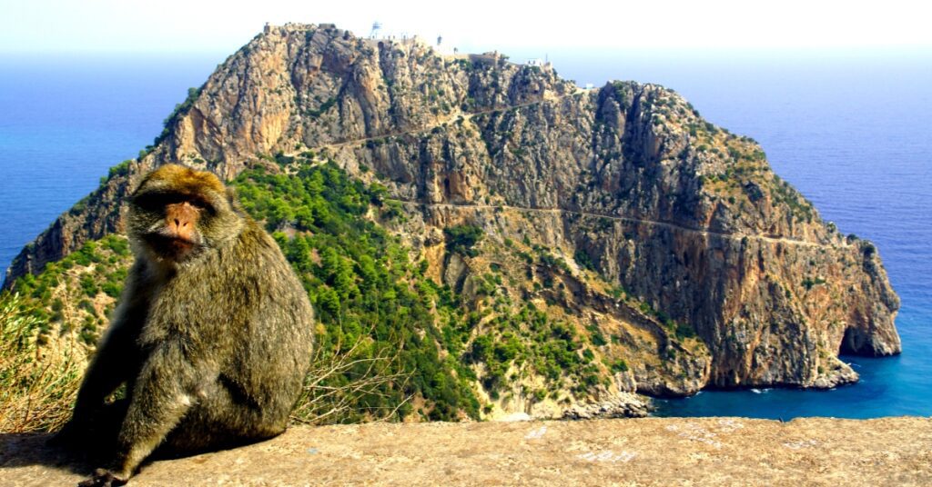 The apes of Cape Carbon near Bejaia, Algeria