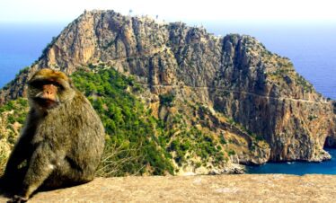 The apes of Cape Carbon near Bejaia, Algeria