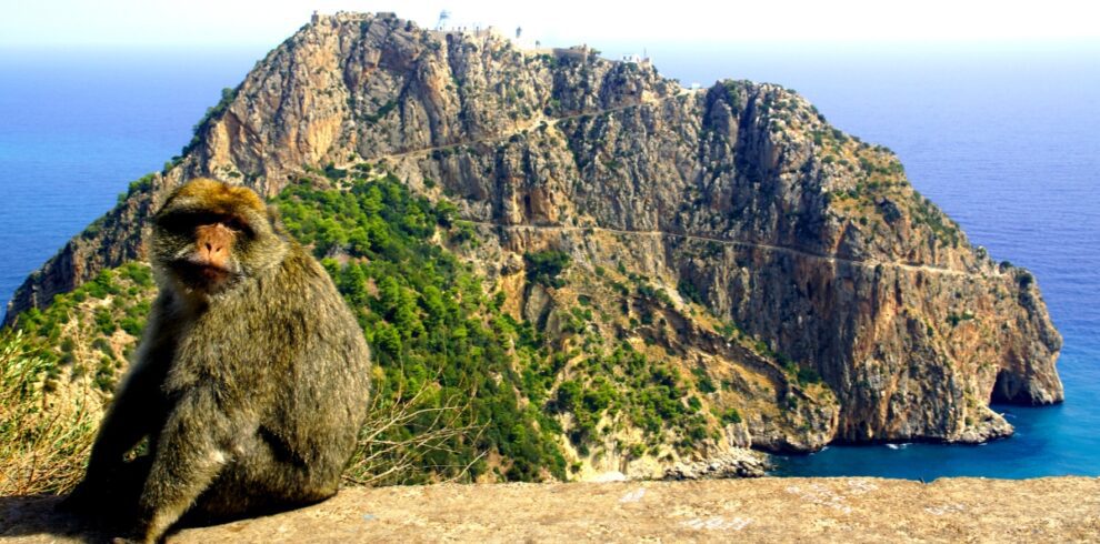 The apes of Cape Carbon near Bejaia, Algeria